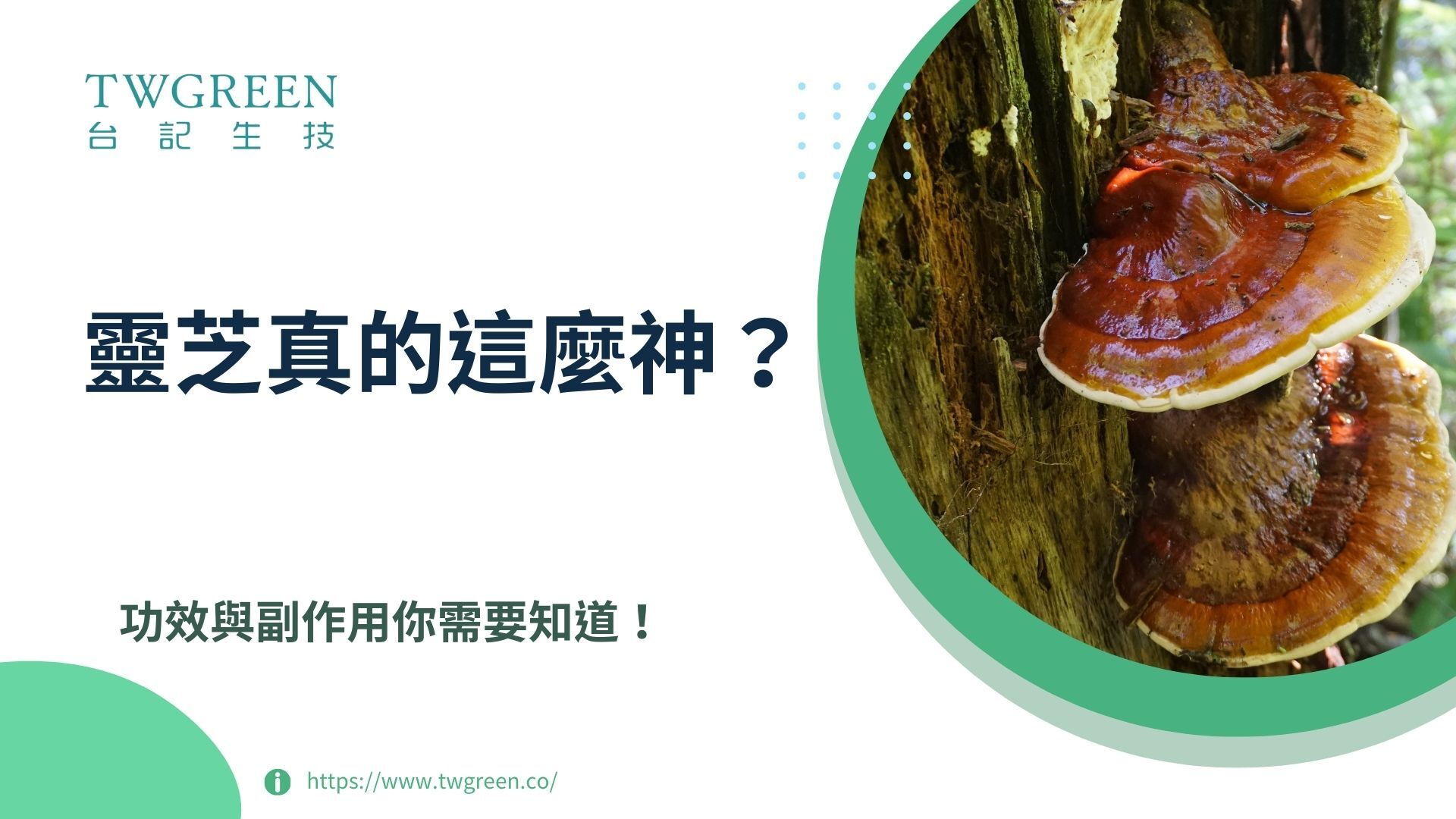 靈芝真的這麼神?功效與副作用你需要知道!