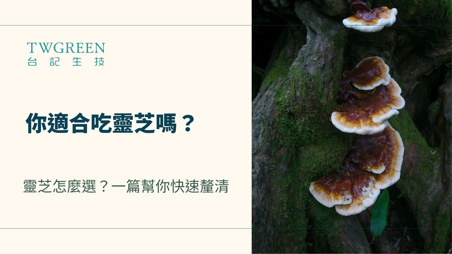 你適合吃靈芝嗎?靈芝怎麼選?一篇幫你快速釐清