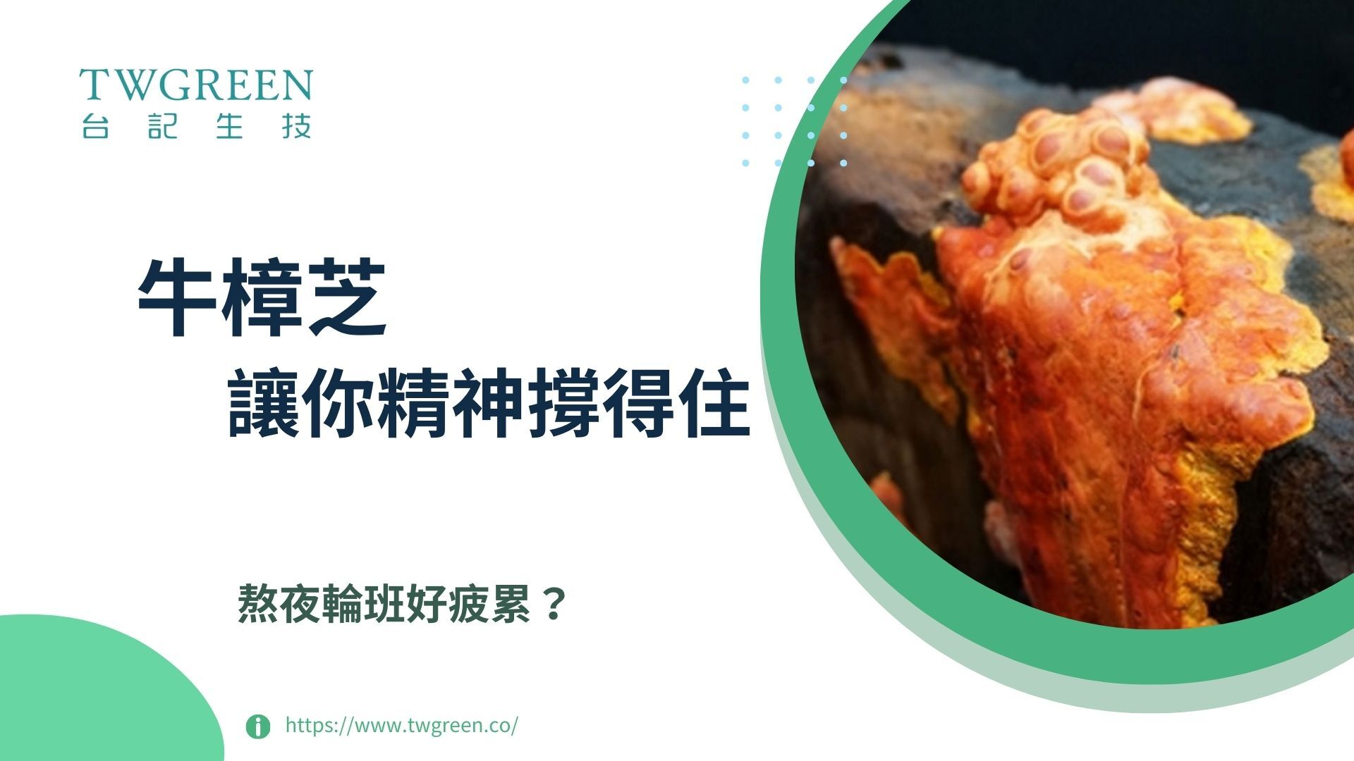 熬夜輪班好疲累？牛樟芝讓你精神撐得住
