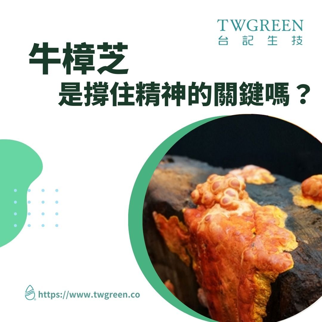 熬夜輪班好疲累?牛樟芝讓你精神撐得住