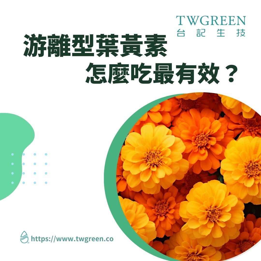 3C重度用眼族必看,游離型葉黃素怎麼選、怎麼吃最有效?